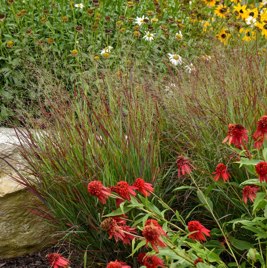 Panicum virgatum Prairie Winds 'Cheyenne Sky' - Red Switch Grass from Hoffie Nursery