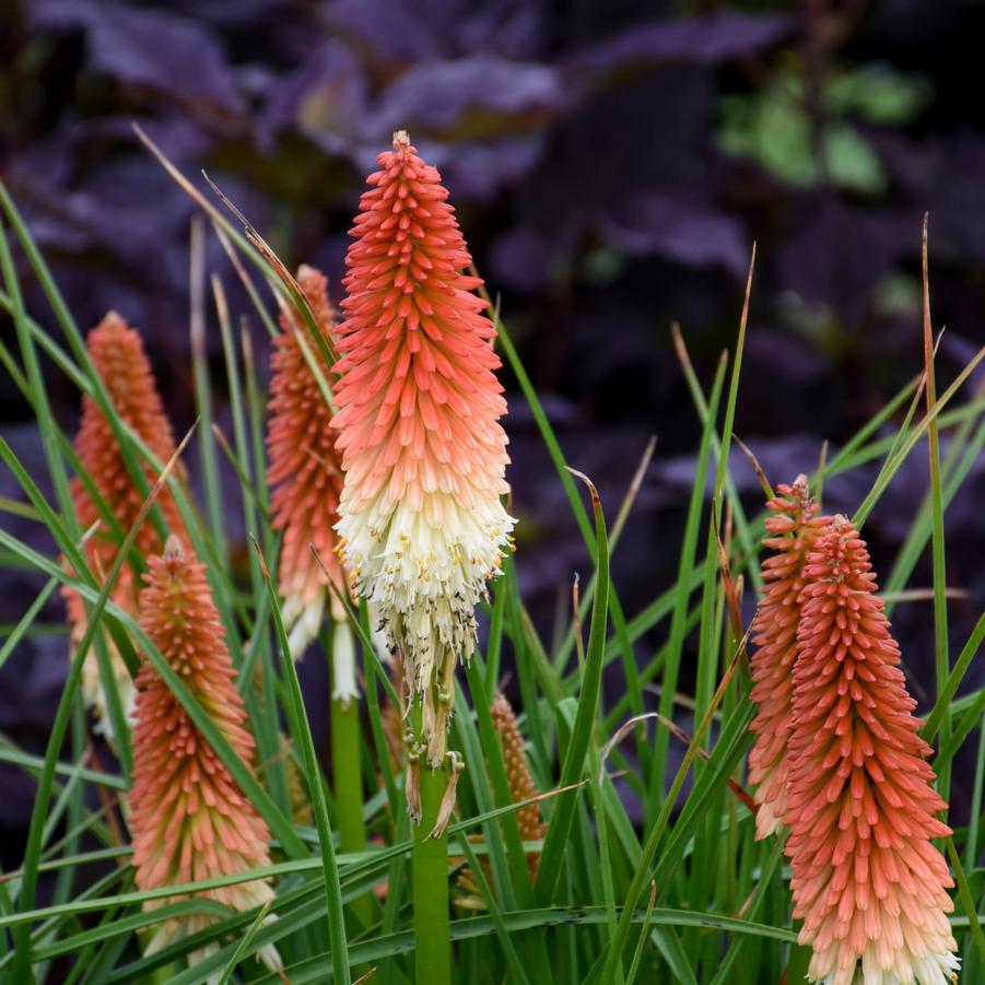 Kniphofia 'High Roller' - Hot Poker from Hoffie Nursery