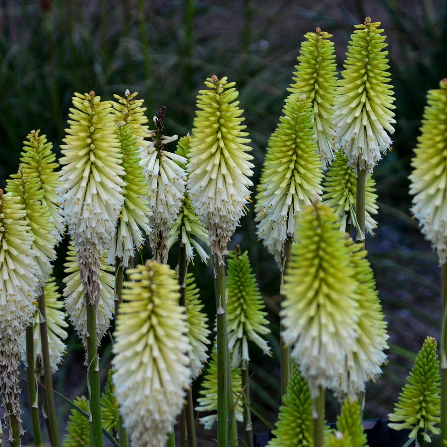 Kniphofia 'Lady Luck' - Hot Poker from Hoffie Nursery