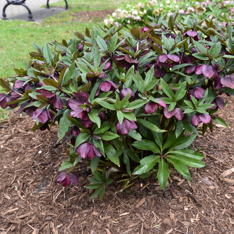 Helleborus Honeymoon® 'Rome in Red' - Lenten Rose from Hoffie Nursery