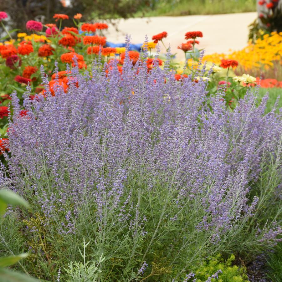 Perovskia atriplicifolia 'Denim 'n Lace' - Russian Sage from Hoffie Nursery