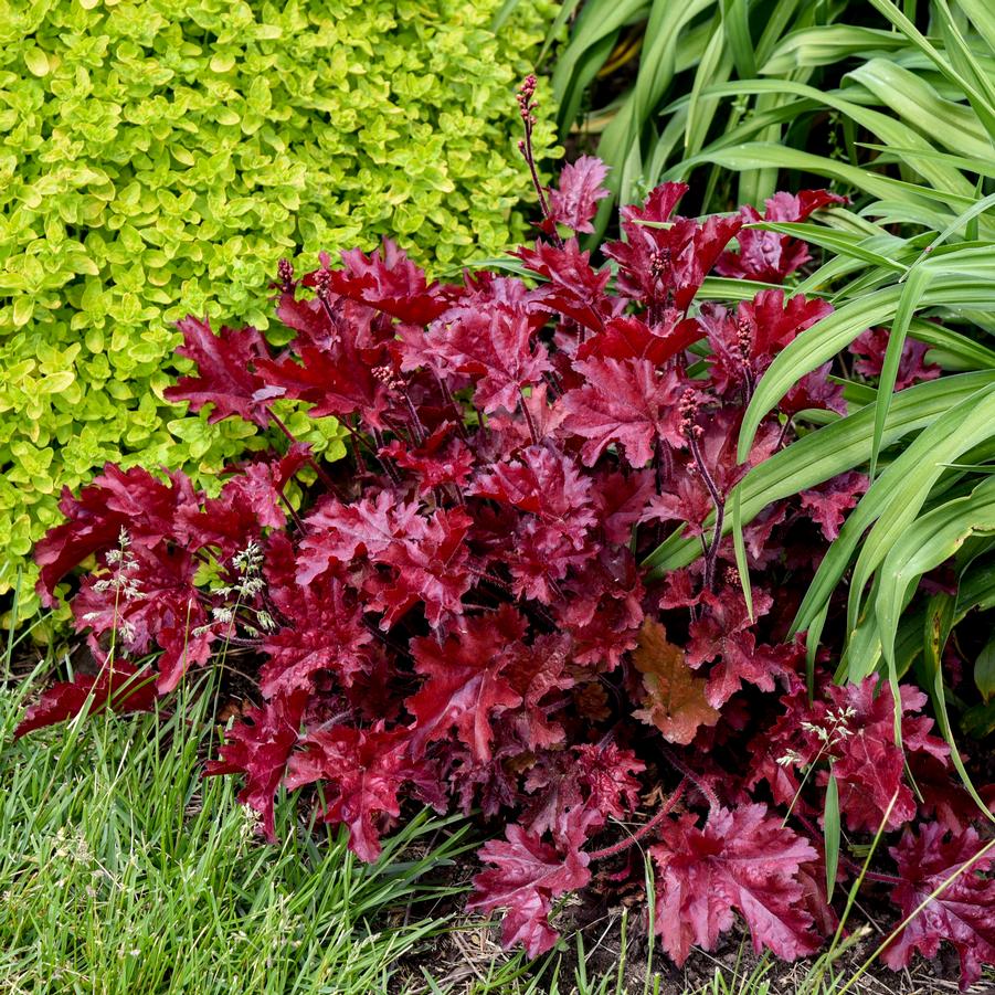 Heuchera Dolce 'Cherry Truffles' - Coral Bells from Hoffie Nursery