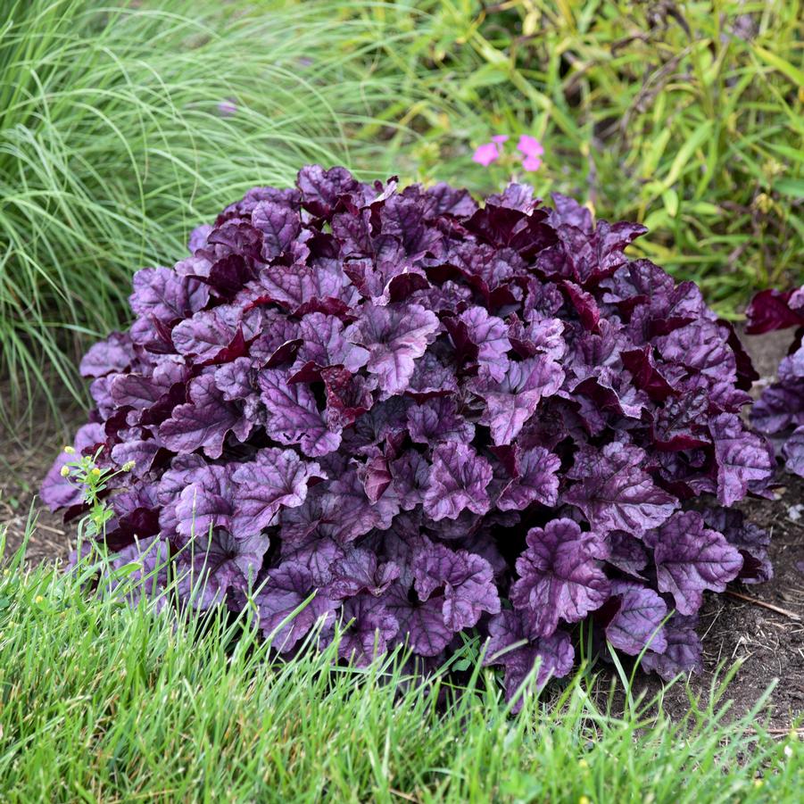 Heuchera Dolce 'Wildberry' - Coral Bells from Hoffie Nursery