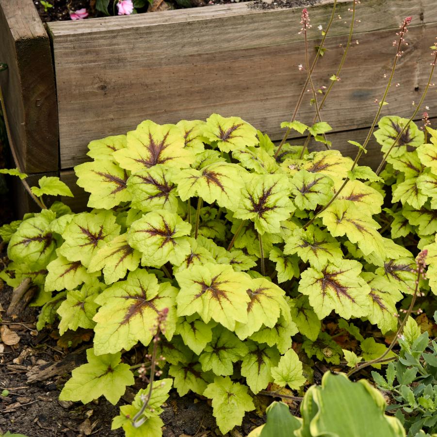 Heucherella 'Catching Fire' - Foamy Bells from Hoffie Nursery