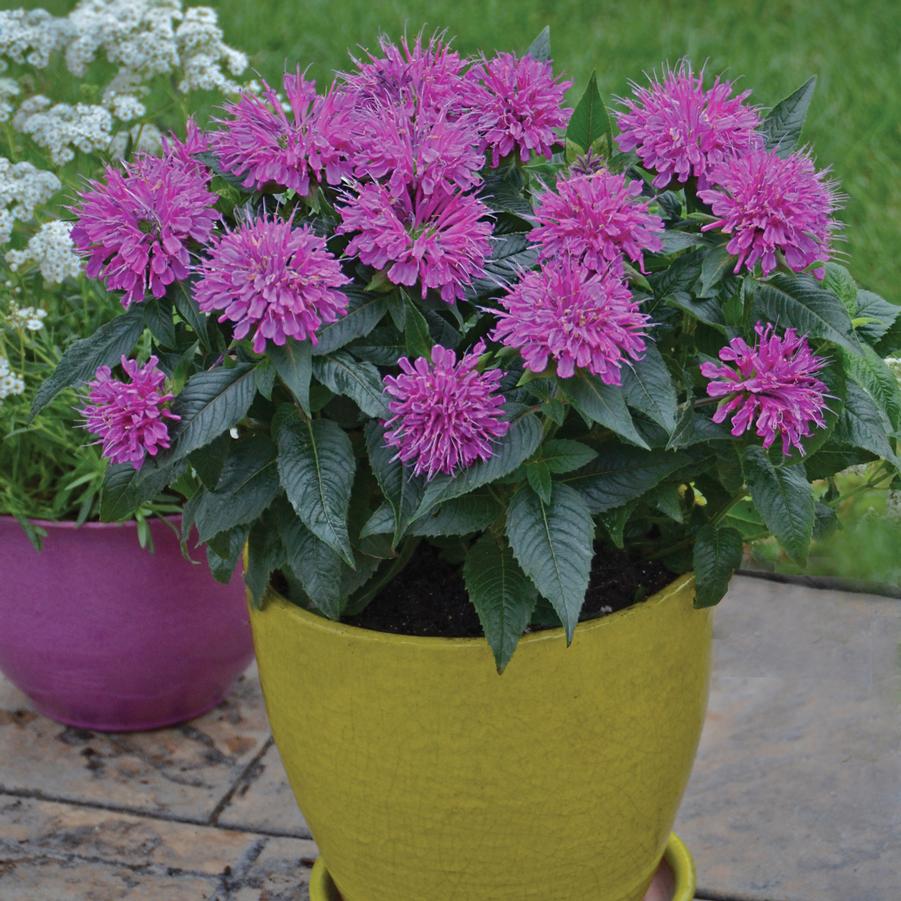 Monarda didyma 'Pardon My Purple' didyma 'Pardon My Purple' - Bee Balm from Hoffie Nursery