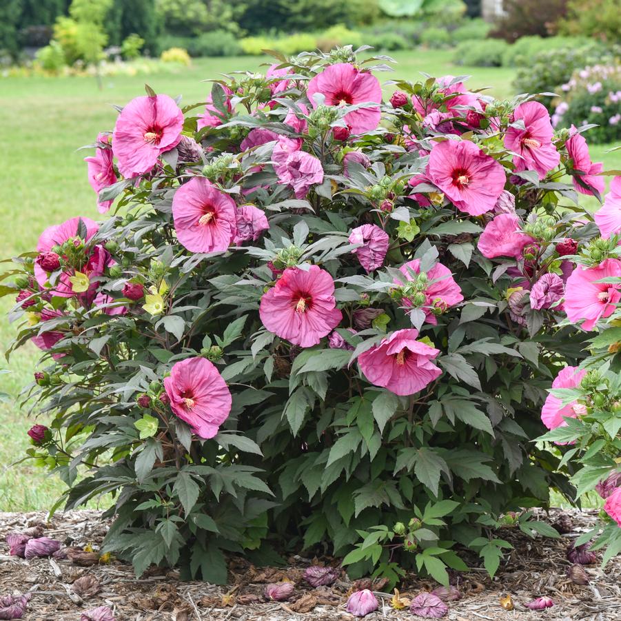 Hibiscus Summerific 'Berry Awesome' - Rose Mallow from Hoffie Nursery