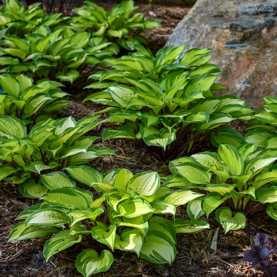 Hosta 'Island Breeze' - from Hoffie Nursery