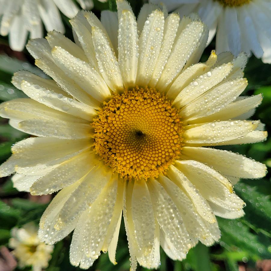 Leucanthemum Amazing Daisies 'Banana Cream II' - Shasta Daisy from Hoffie Nursery