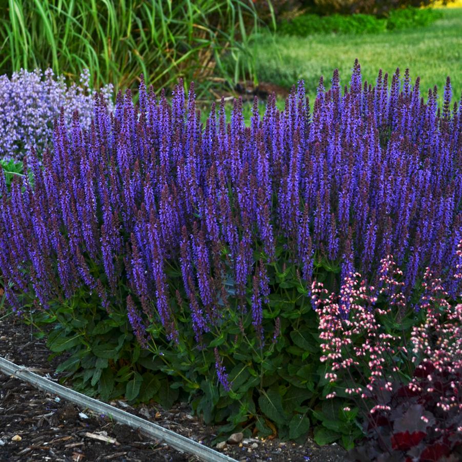 Salvia nemorosa Color Spires 'Violet Riot' - Hybrid Sage from Hoffie Nursery