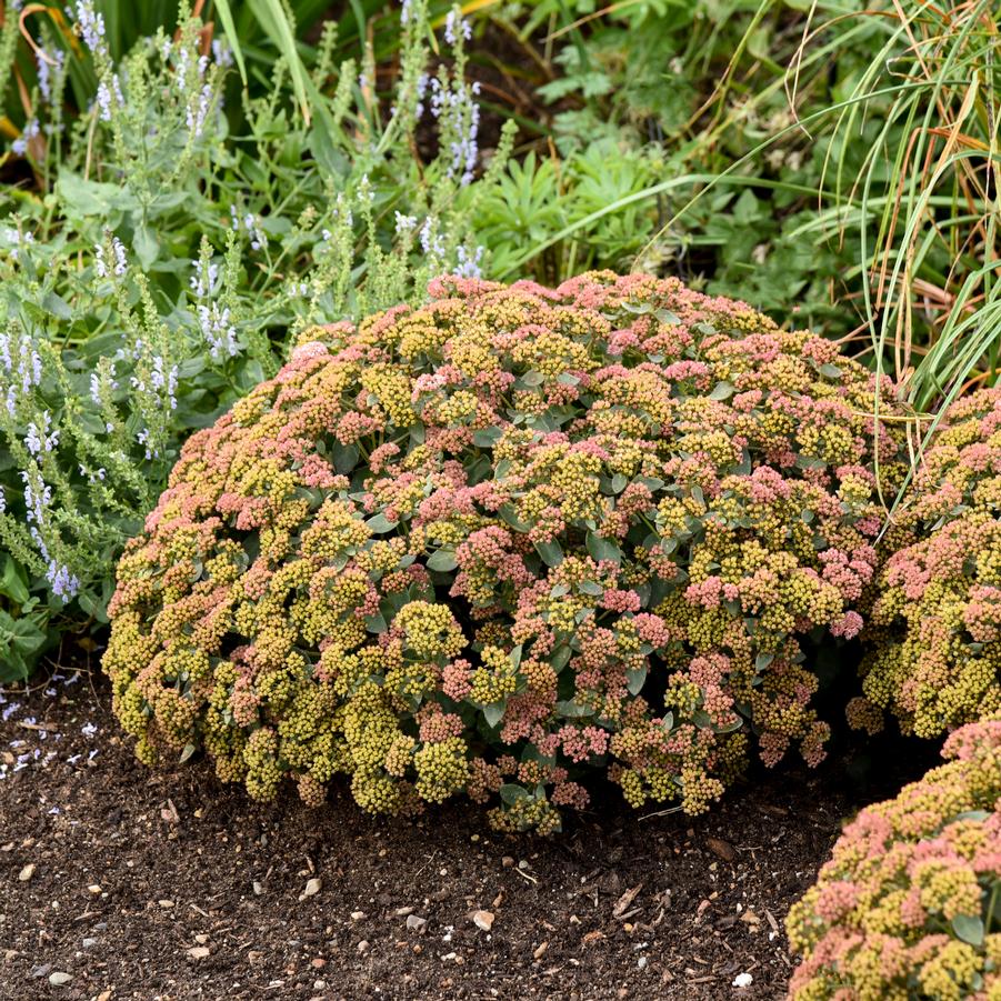 Sedum Rock 'n Grow 'Coraljade' - Stonecrop from Hoffie Nursery