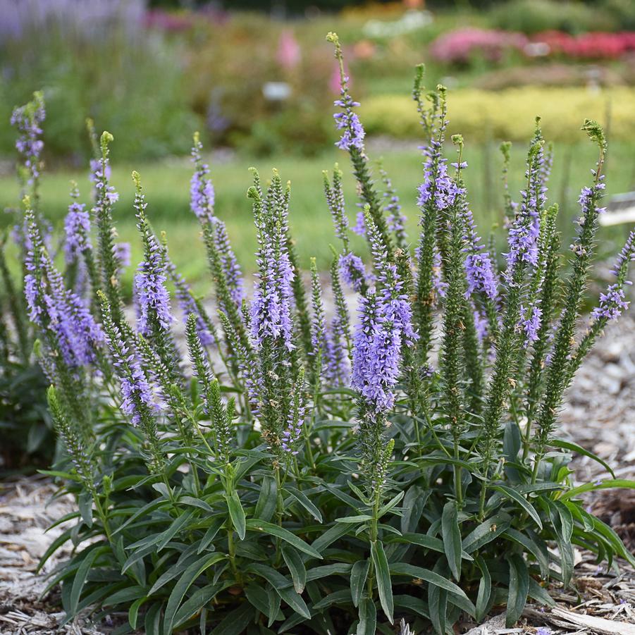 Veronica Magic Show 'Ever After' - Speedwell from Hoffie Nursery