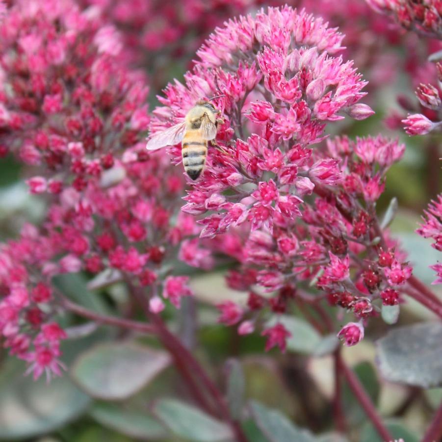 Sedum 'Rosy Glow' - Stonecrop from Hoffie Nursery