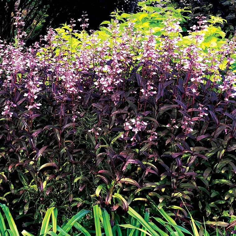 Penstemon 'Dark Towers' - Beardtongue from Hoffie Nursery