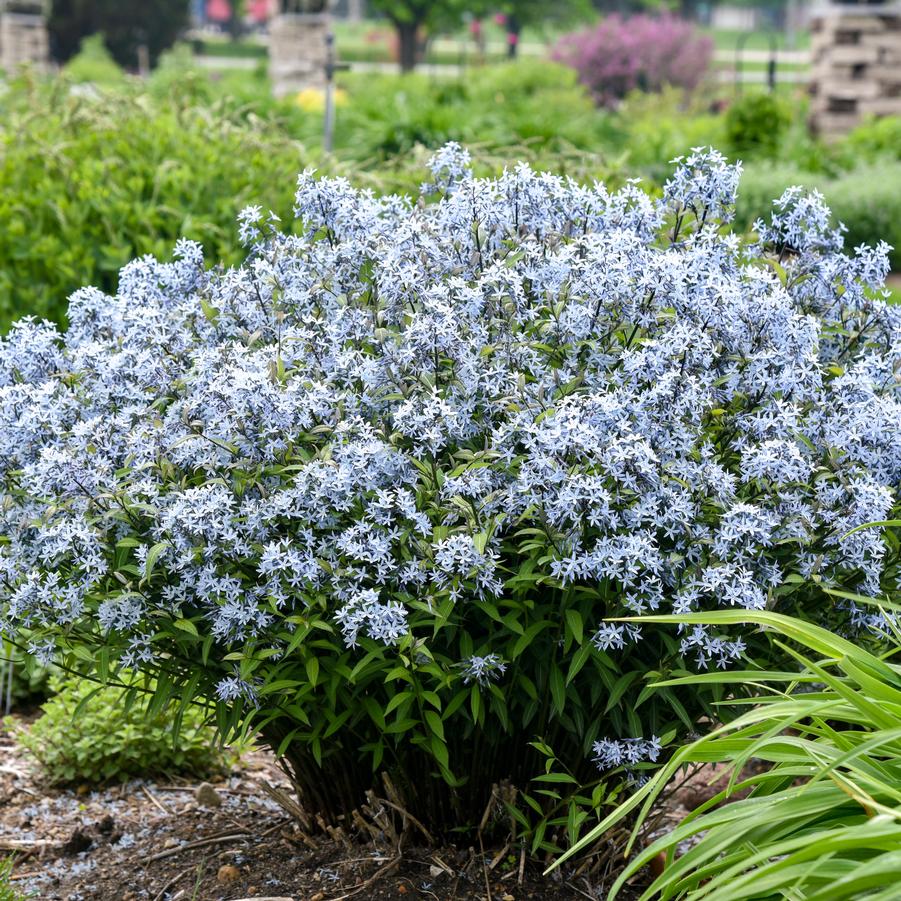 Amsonia tabermaemontana 'Storm Cloud' - Bluestar from Hoffie Nursery