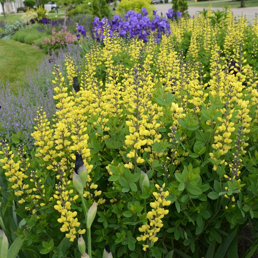 Baptisia DECADENCE® DELUXE 'Lemon Meringue' - False Indigo from Hoffie Nursery