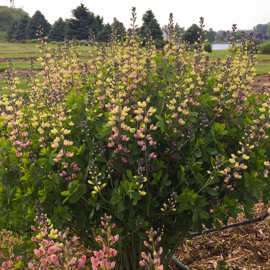 Baptisia DECADENCE® DELUXE 'Pink Lemonade' - False Indigo from Hoffie Nursery