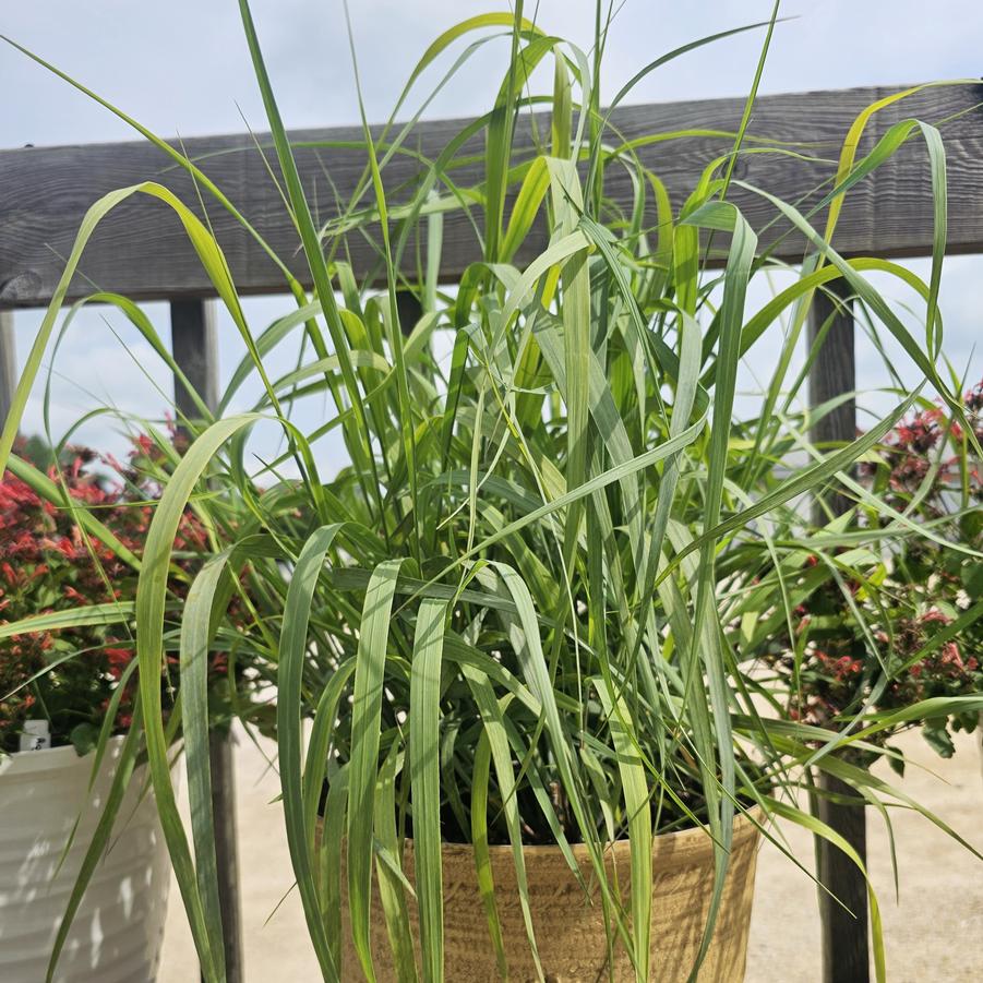 Panicum virgatum PRAIRIE WINDS� 'Niagara Falls' - Switch Grass from Hoffie Nursery