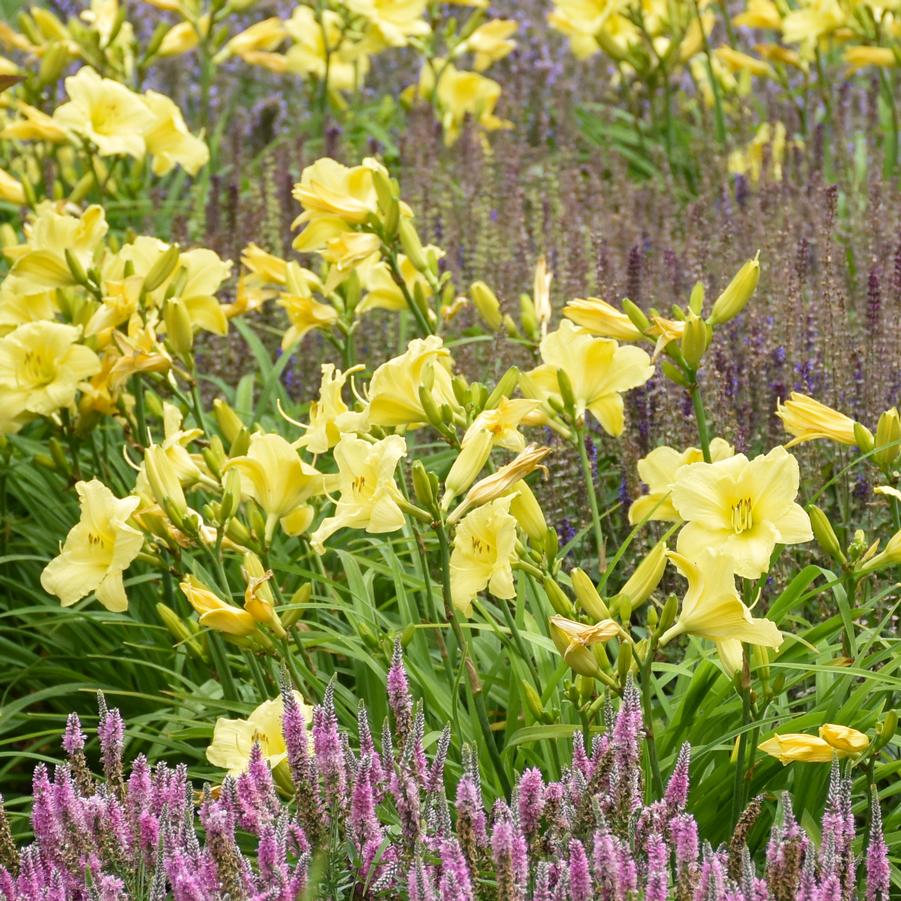 Hemerocallis RAINBOW RHYTHM� 'Going Bananas' - Daylily from Hoffie Nursery