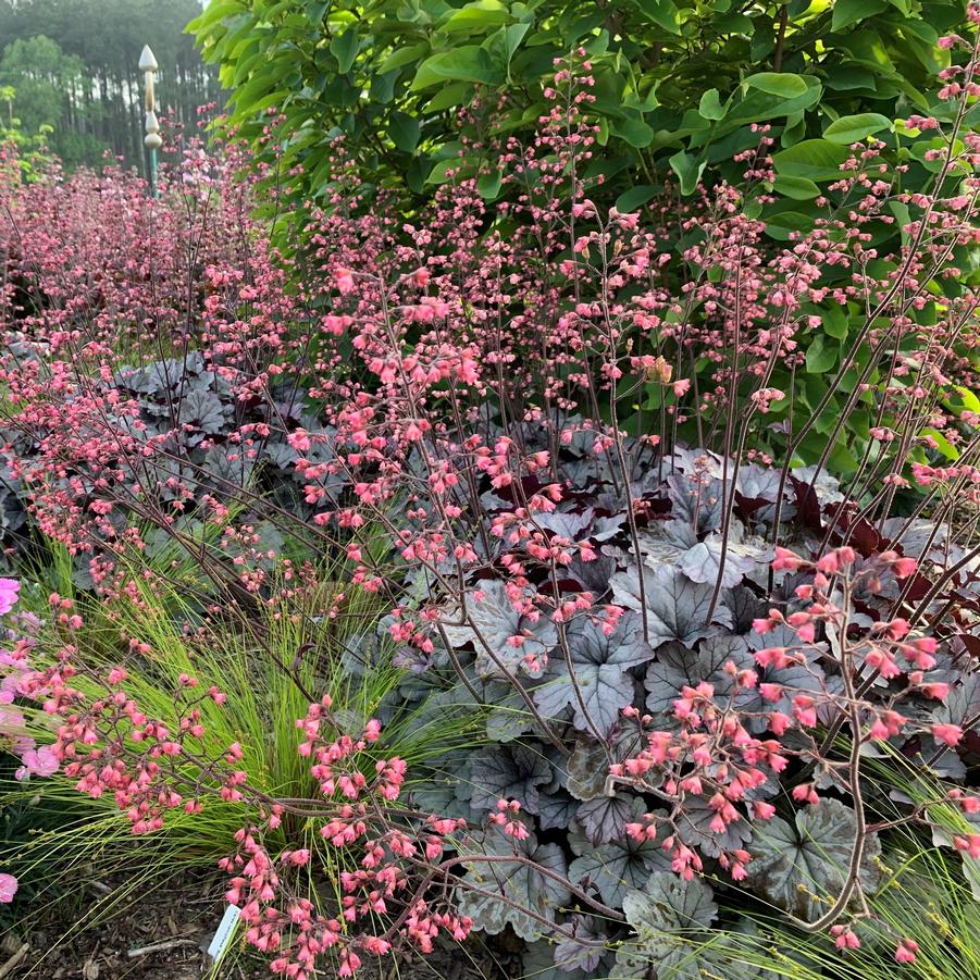 Heuchera 'Smoke and Mirrors' - Coral Bells from Hoffie Nursery