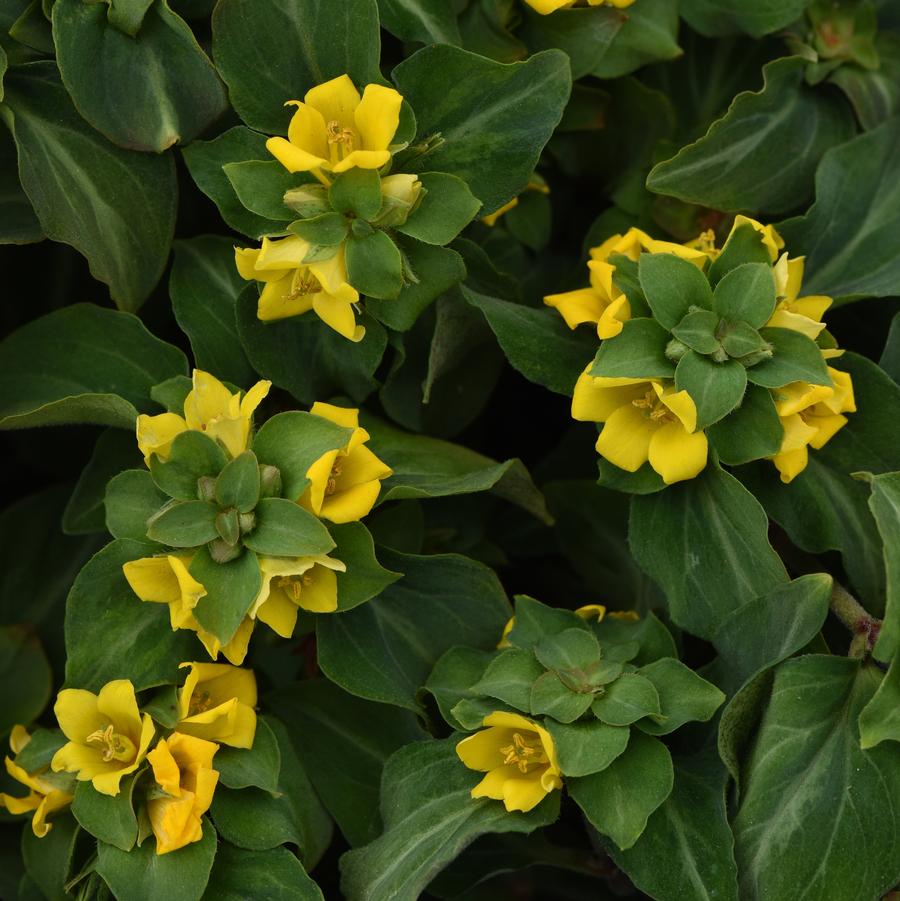 Lysimachia alfredii 'Night Light' - Moneywort from Hoffie Nursery