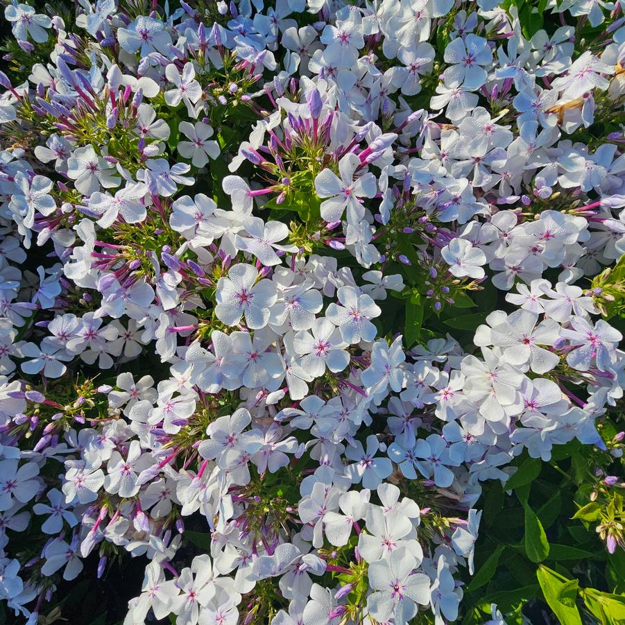 Phlox paniculata Flame® Light Blue Flame® - Garden Phlox from Hoffie Nursery