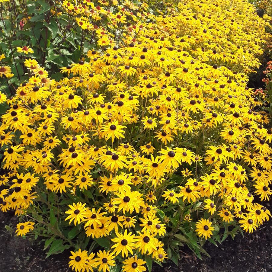 Rudbeckia fulgida v. sullivantii 'Goldblitz' - Black-Eyed Susan from Hoffie Nursery