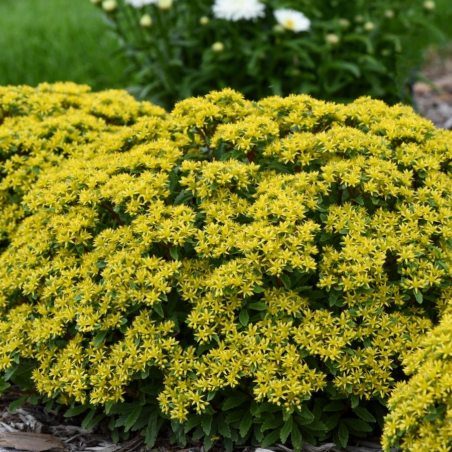 Sedum ROCK 'N ROUND® 'Bright Idea' ROCK 'N ROUND® ROCK 'N ROUND® - Stonecrop from Hoffie Nursery