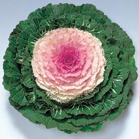 Kale Piegeon 'Victoria' - Brassica oleracea from Hoffie Nursery