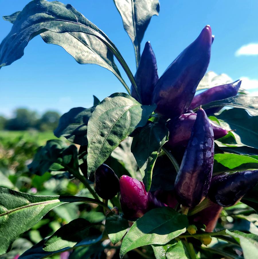 Ornamental Pepper 'Wicked' - from Hoffie Nursery