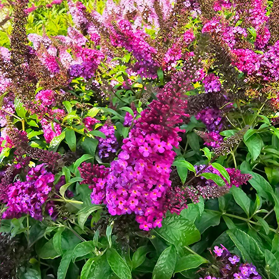 Buddleia davidii Chrysalis™ 'Cranberry' - Butterfly Bush from Hoffie Nursery