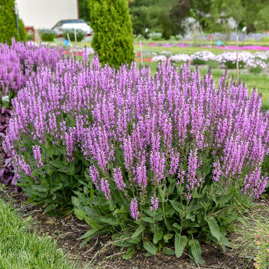 Salvia Color Spires 'Back to the Fuchsia' - Hybrid Sage from Hoffie Nursery