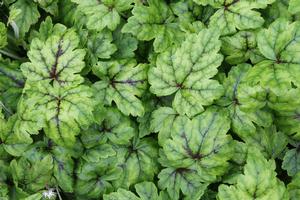 Tiarella cordifolia 'Elizabeth Oliver' - Foamflower from Hoffie Nursery