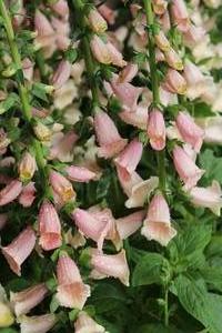 Digitalis purpurea 'Dalmatian Peach' - Foxglove from Hoffie Nursery