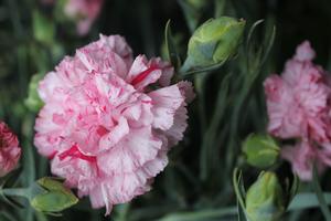 Dianthus Devon Cottage™ Pinball Wizard - Cottage Pinks from Hoffie Nursery