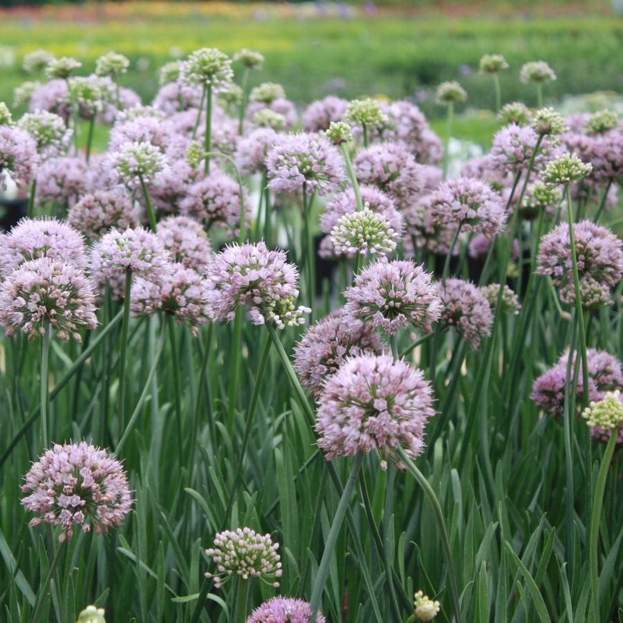 Allium 'Summer Beauty' - Ornamental Onion from Hoffie Nursery