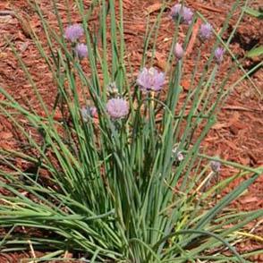 Allium 'Millenium' - Ornamental Onion from Hoffie Nursery