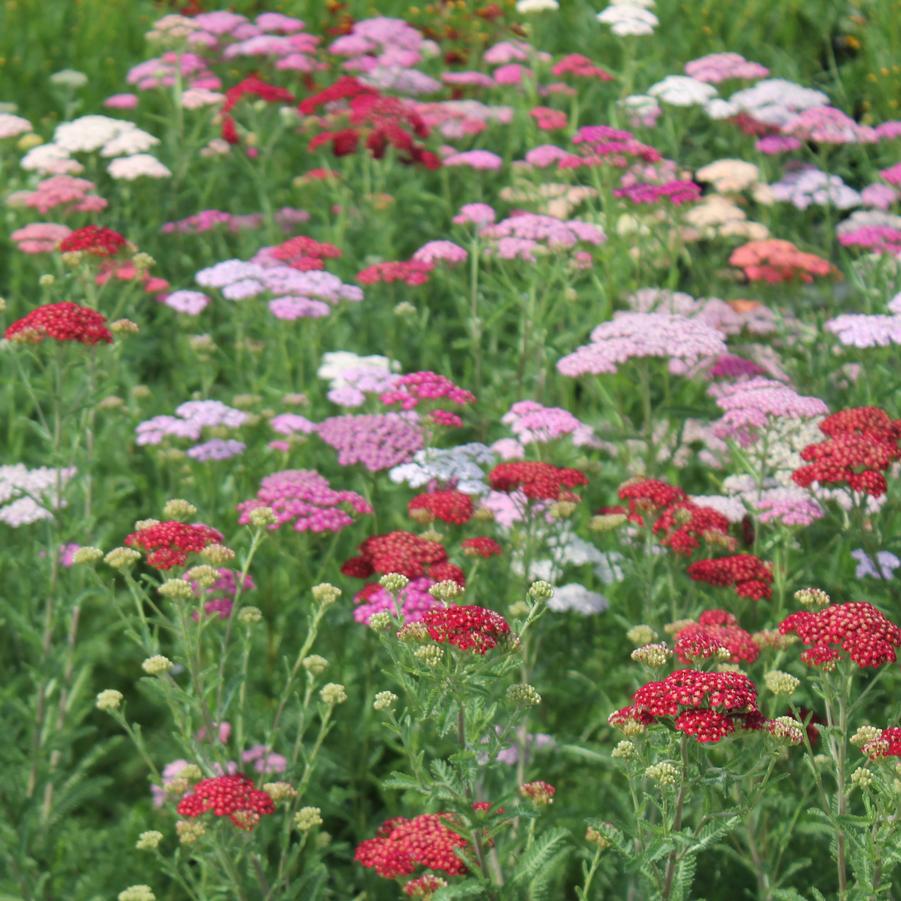 Achillea 'Summer Pastels' - Yarrow from Hoffie Nursery