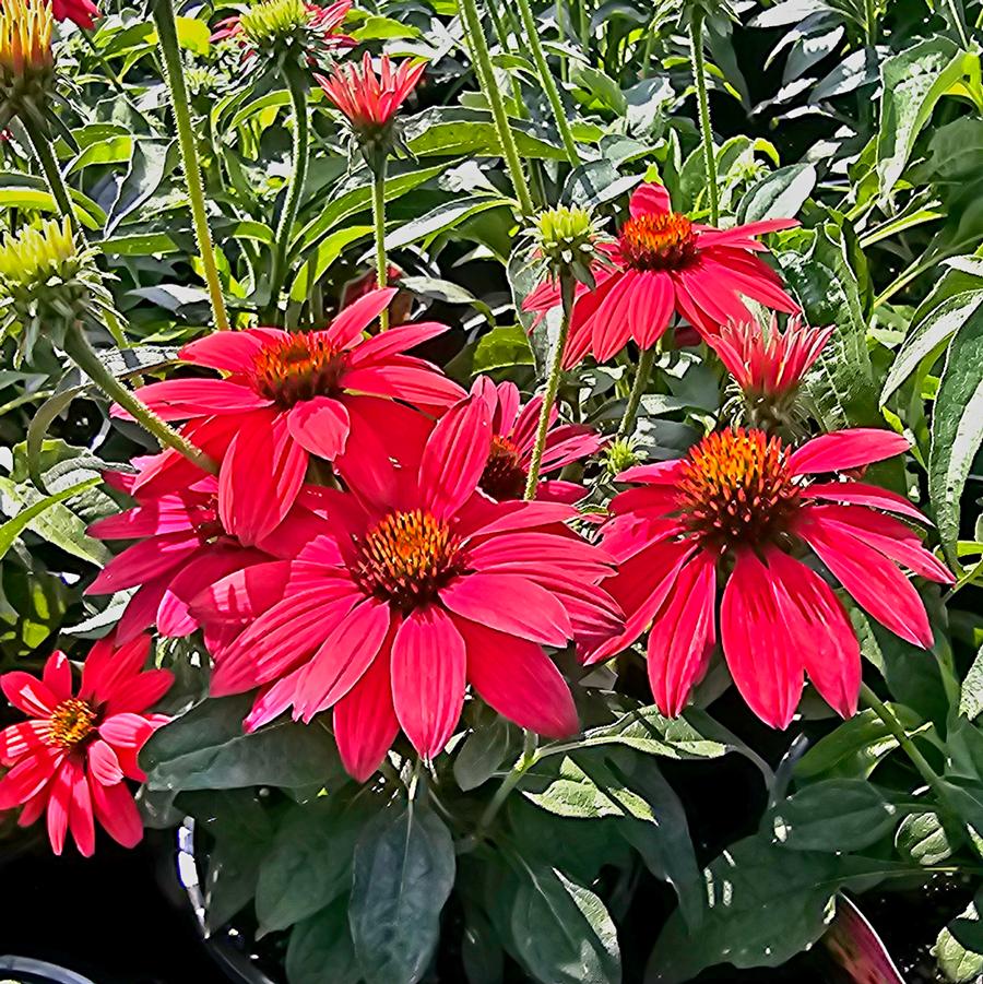 Echinacea Sombrero® Tres Amigos - Coneflower from Hoffie Nursery