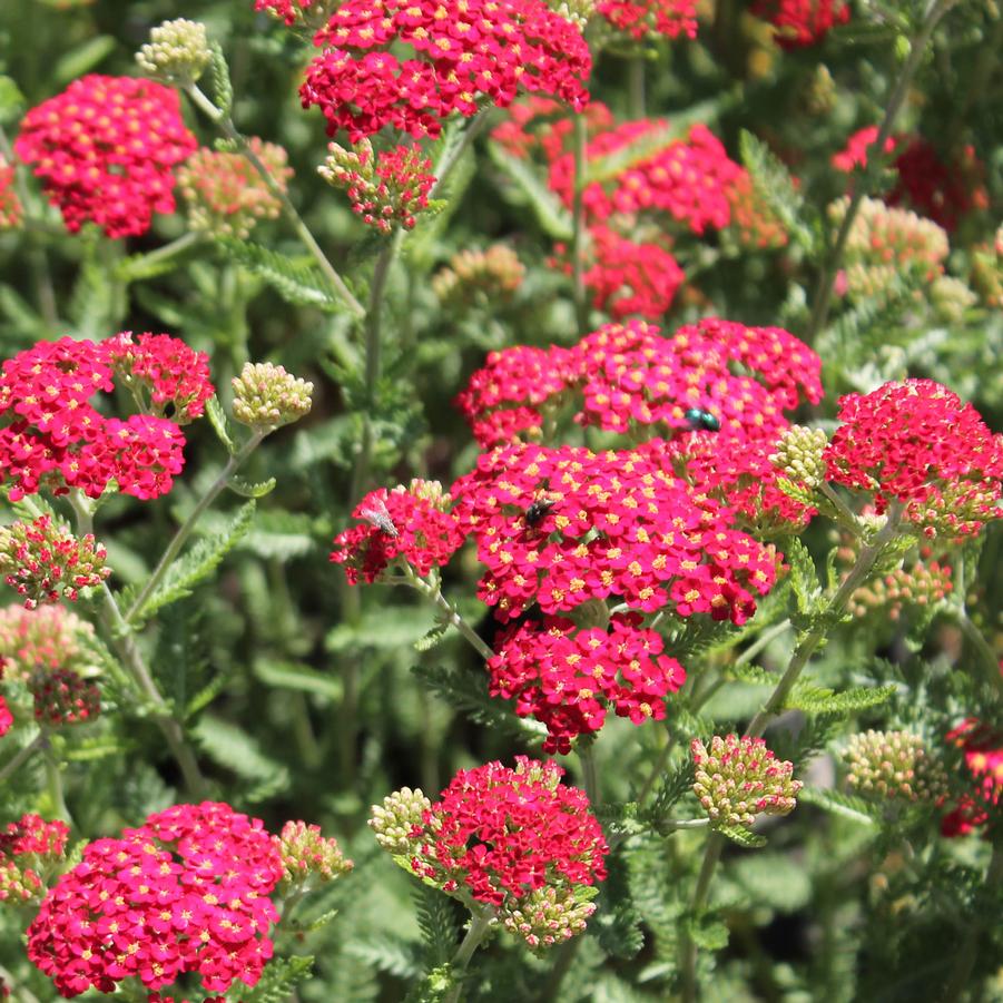 Achillea millefolium 'Paprika' - Yarrow from Hoffie Nursery