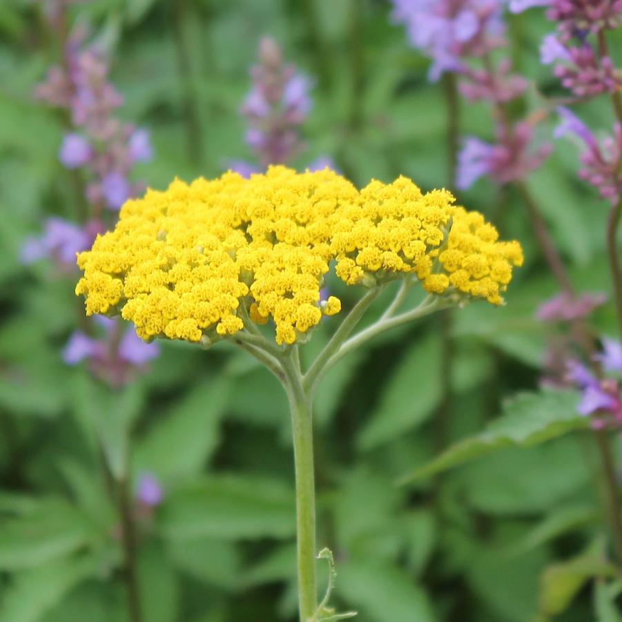 Achillea 'Coronation Gold' - Yarrow from Hoffie Nursery