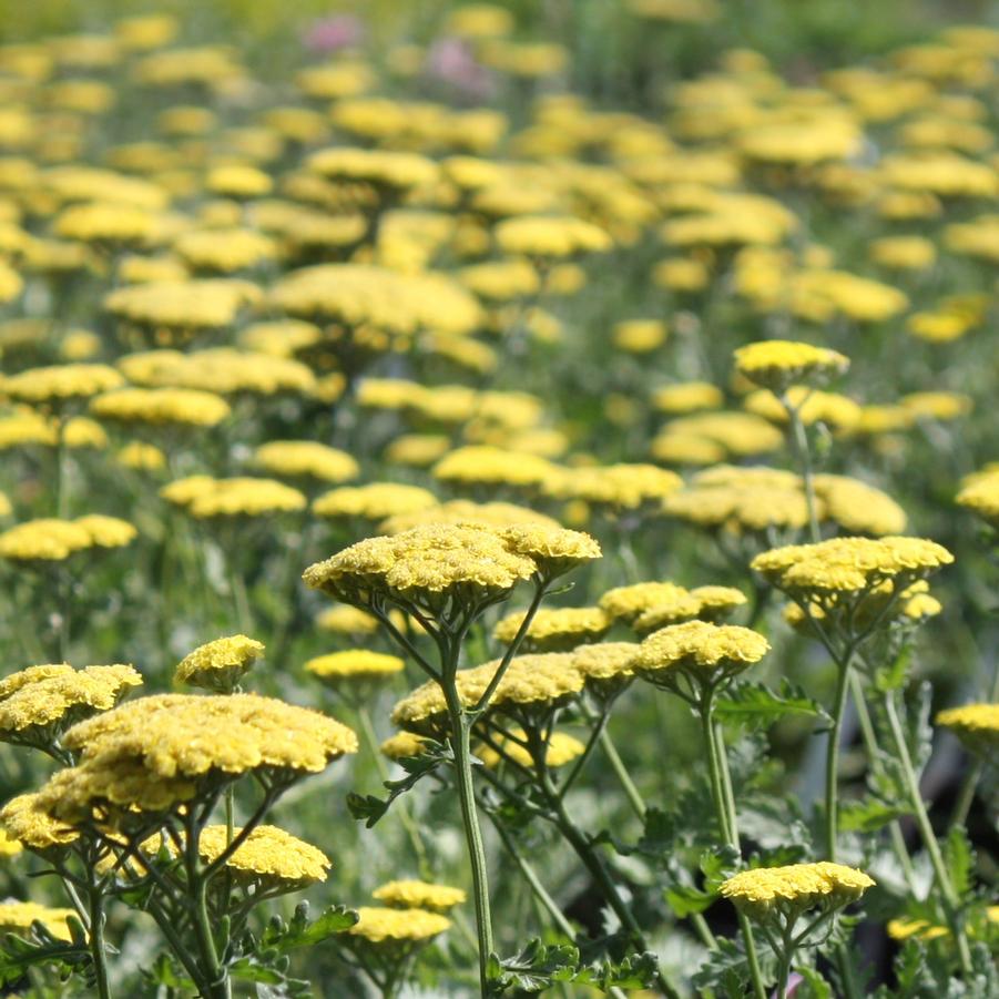 Achillea 'Moonshine' - Yarrow from Hoffie Nursery