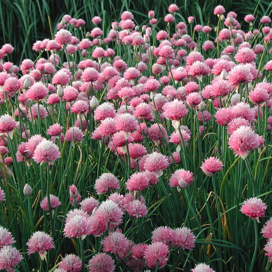 Allium schoenpraesum 'Forescate' - Pink Chives from Hoffie Nursery