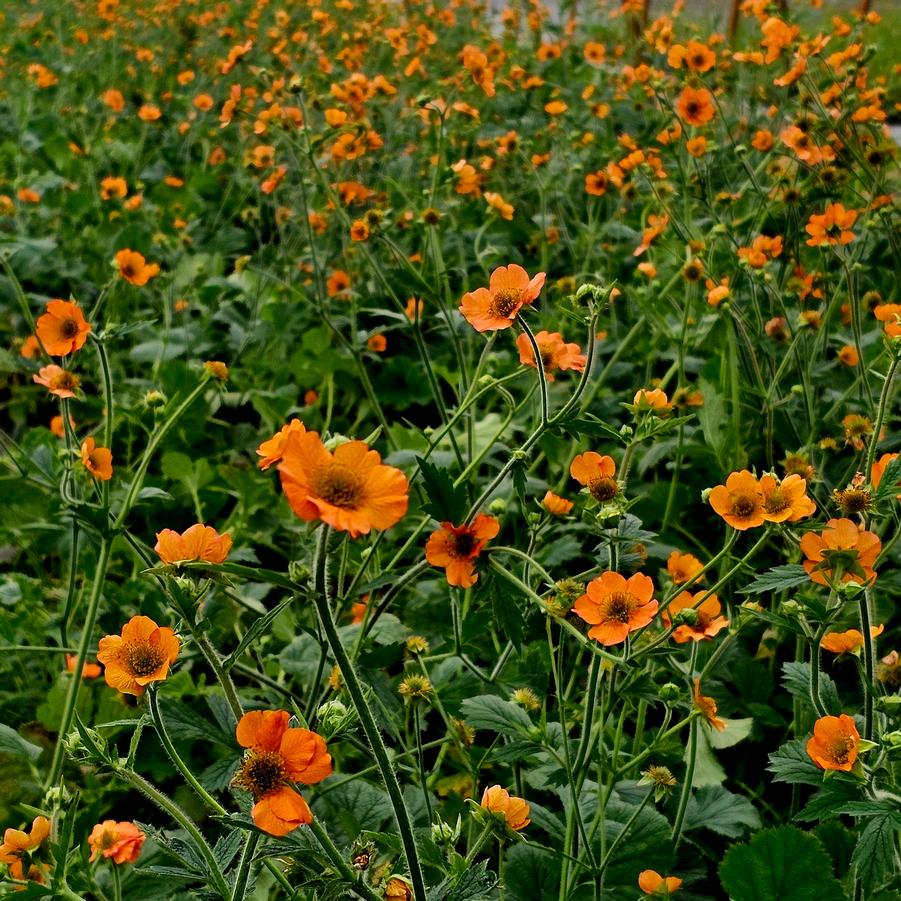 Geum 'Totally Tangerine' - Avens from Hoffie Nursery
