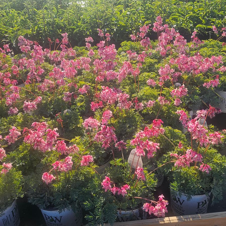 Dicentra 'Pink Diamonds' - Fern-leaved Bleeding Heart from Hoffie Nursery