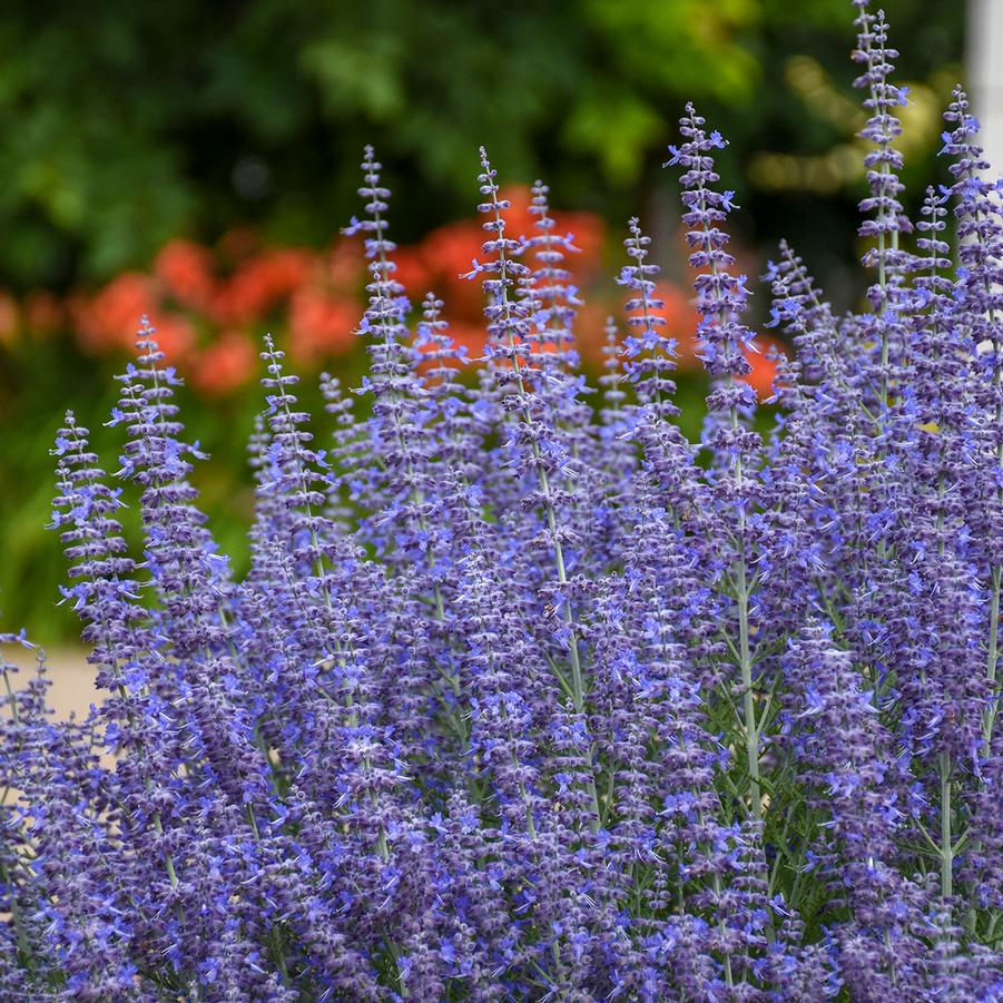 Perovskia atriplicifolia 'Denim 'n Lace' - Russian Sage from Hoffie Nursery