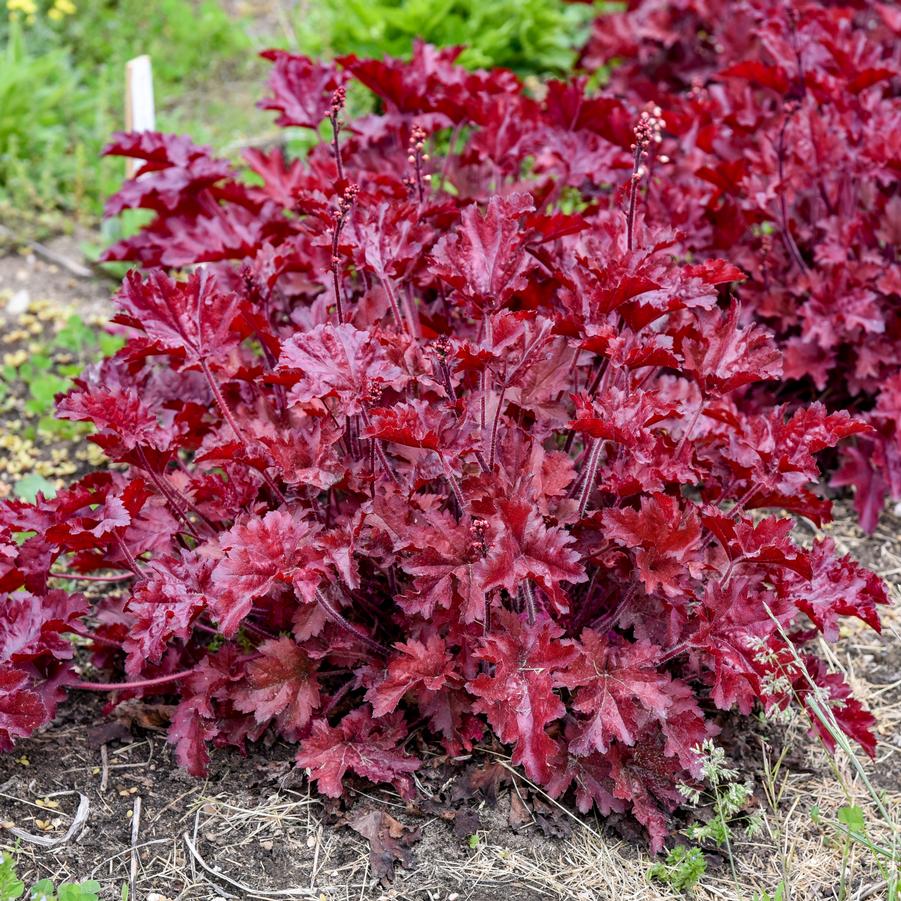 Heuchera Dolce 'Cherry Truffles' - Coral Bells from Hoffie Nursery