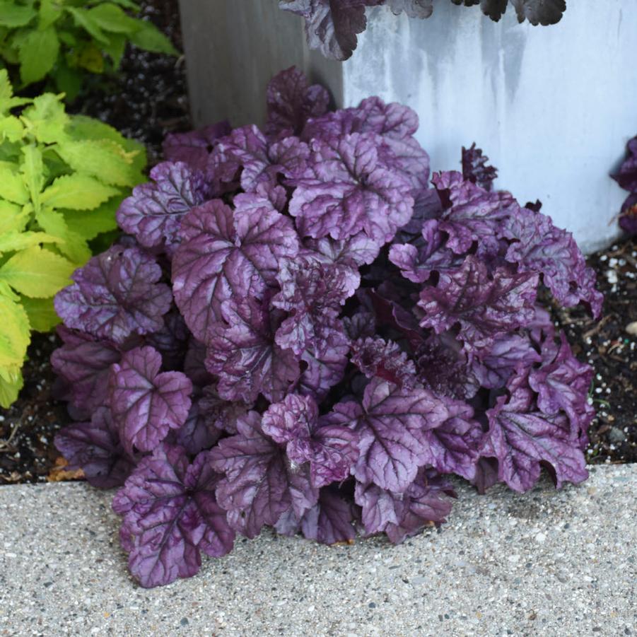 Heuchera Dolce 'Wildberry' - Coral Bells from Hoffie Nursery