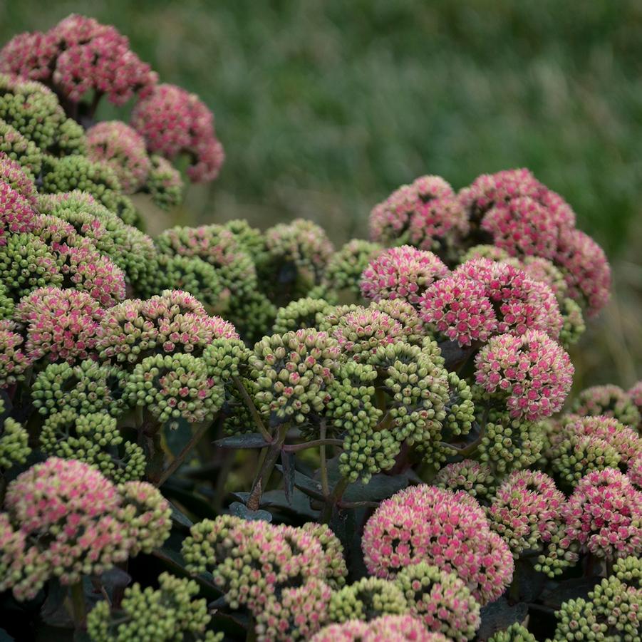 Sedum Rock 'n Grow 'Coraljade' - Stonecrop from Hoffie Nursery