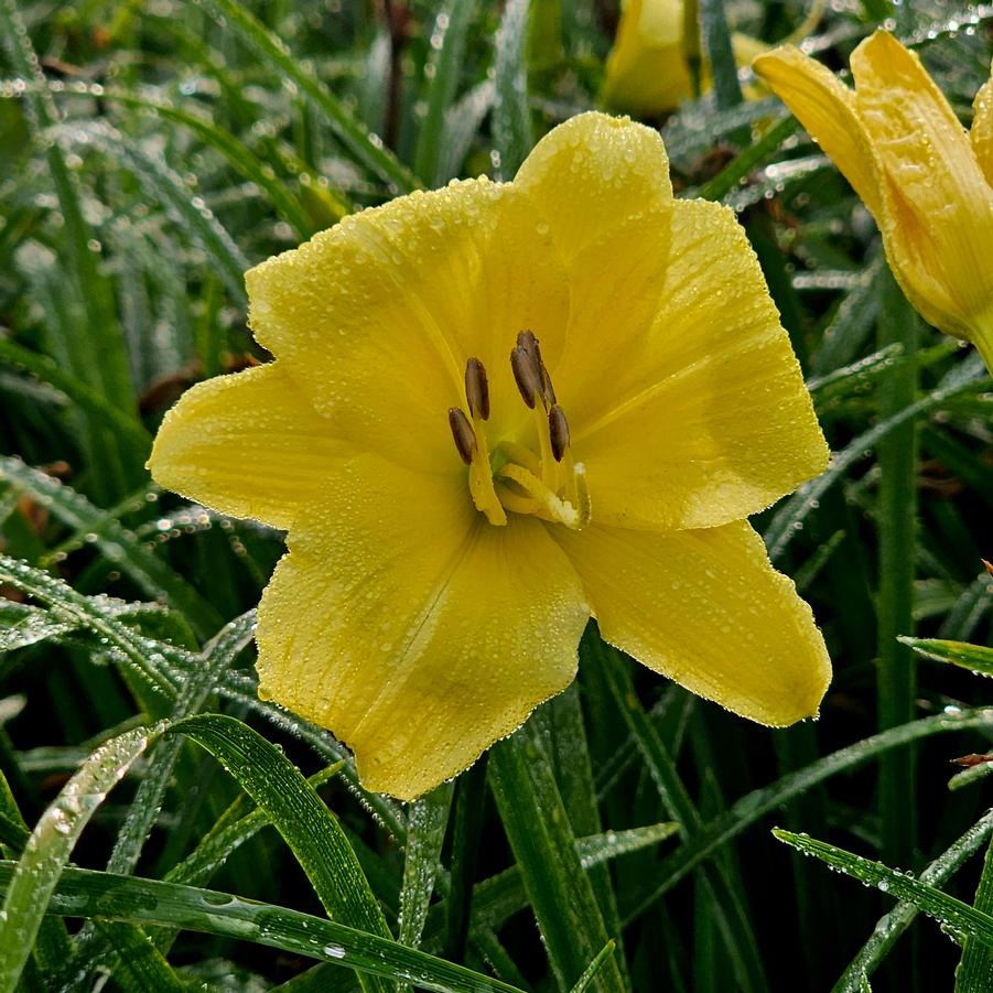 Hemerocallis RAINBOW RHYTHM® 'Going Bananas' - Daylily from Hoffie Nursery