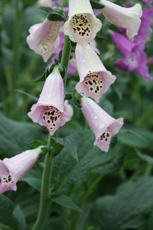 digitalis purpurea foxy